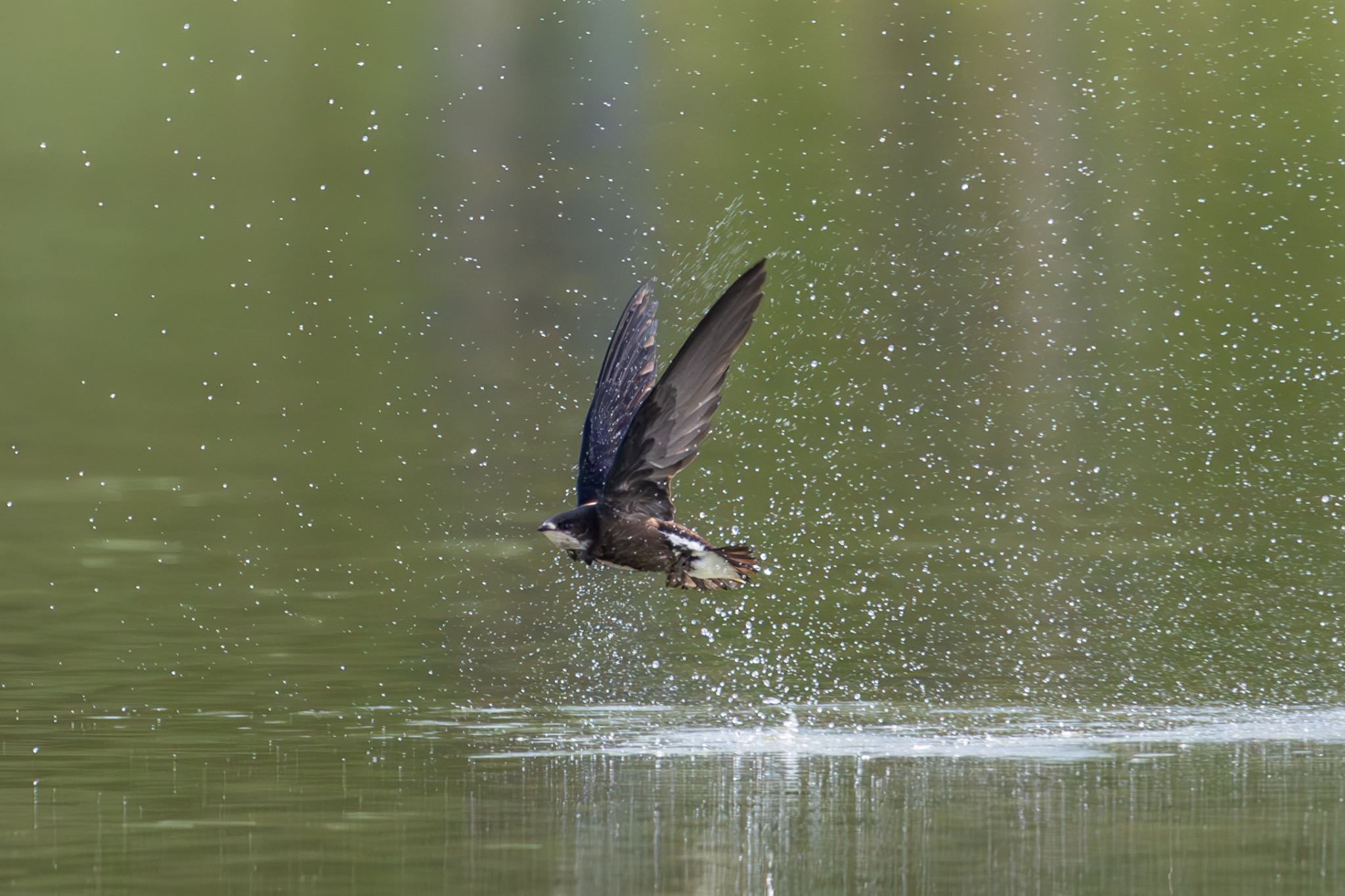 White-throated Needletail