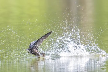 White-throated Needletail ひるがの高原(蛭ヶ野高原) Sun, 6/25/2023