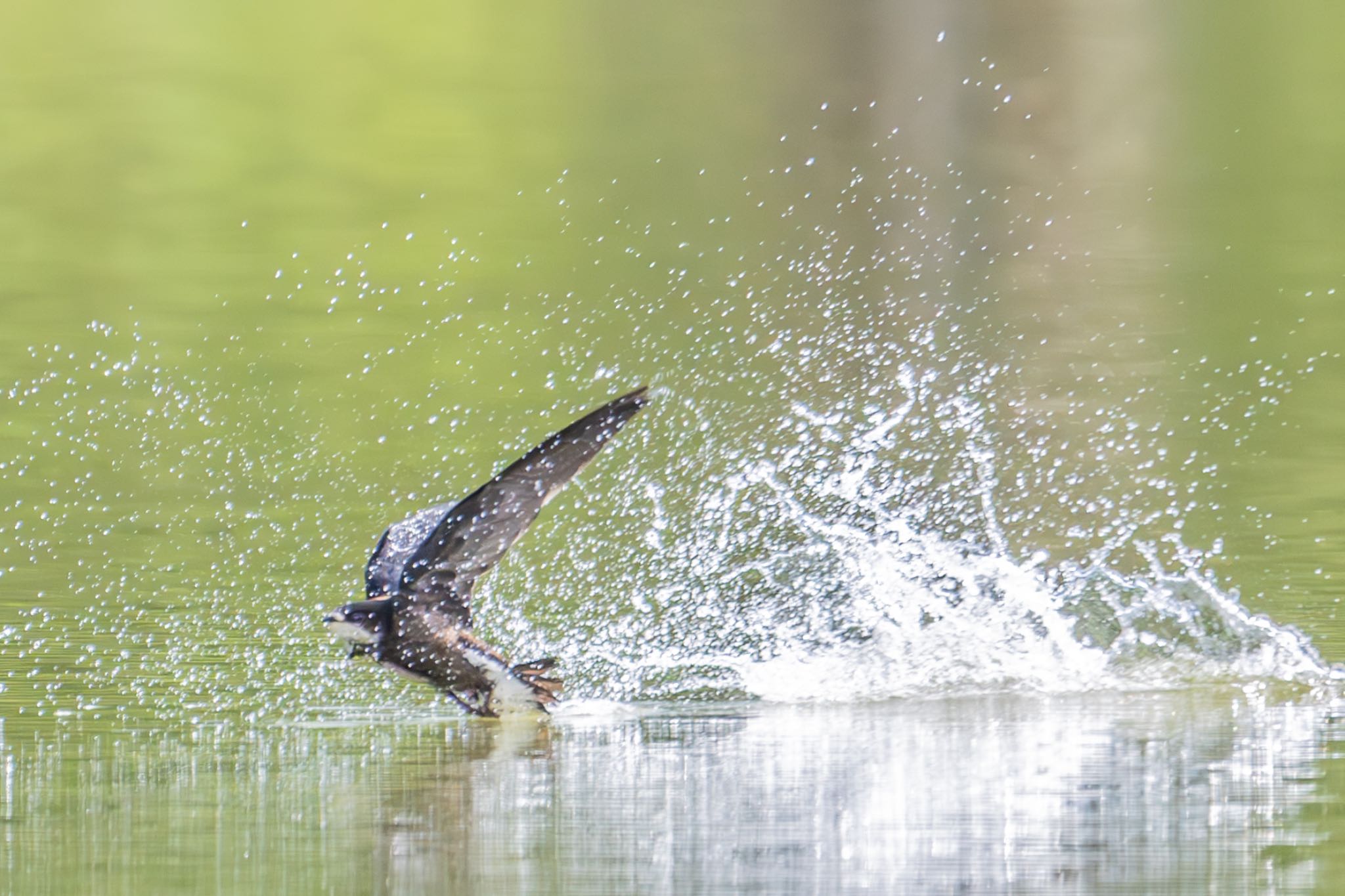 Photo of White-throated Needletail at ひるがの高原(蛭ヶ野高原) by 青ちゃん