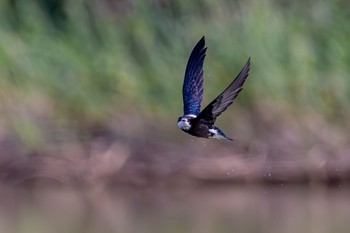 ハリオアマツバメ ひるがの高原(蛭ヶ野高原) 2023年6月25日(日)