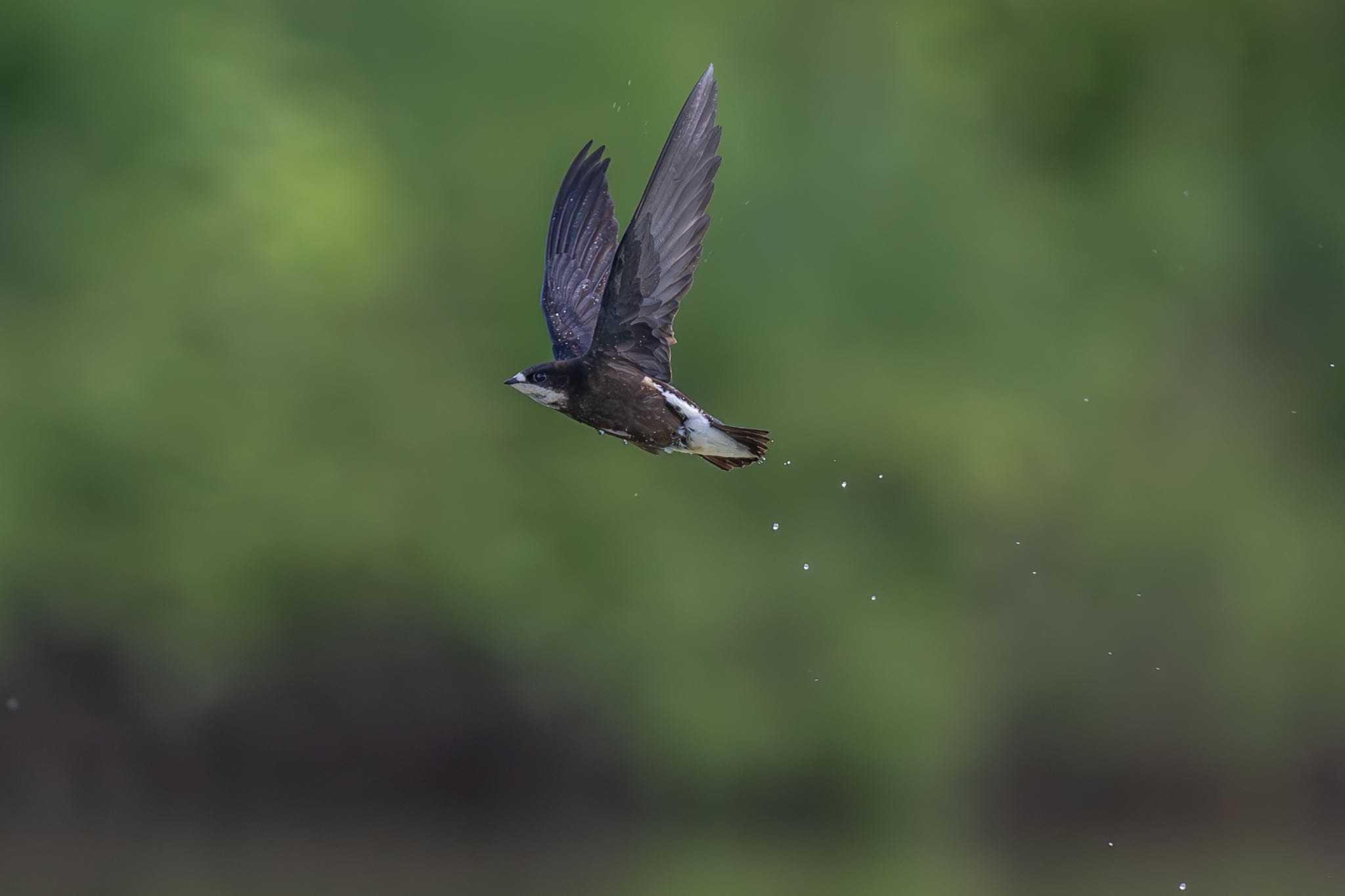 Photo of White-throated Needletail at ひるがの高原(蛭ヶ野高原) by 青ちゃん