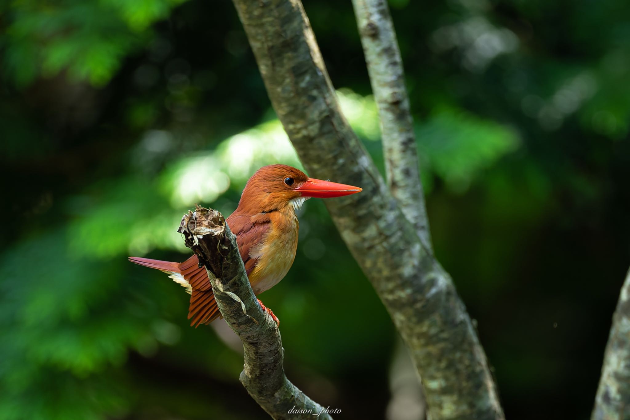 Ruddy Kingfisher