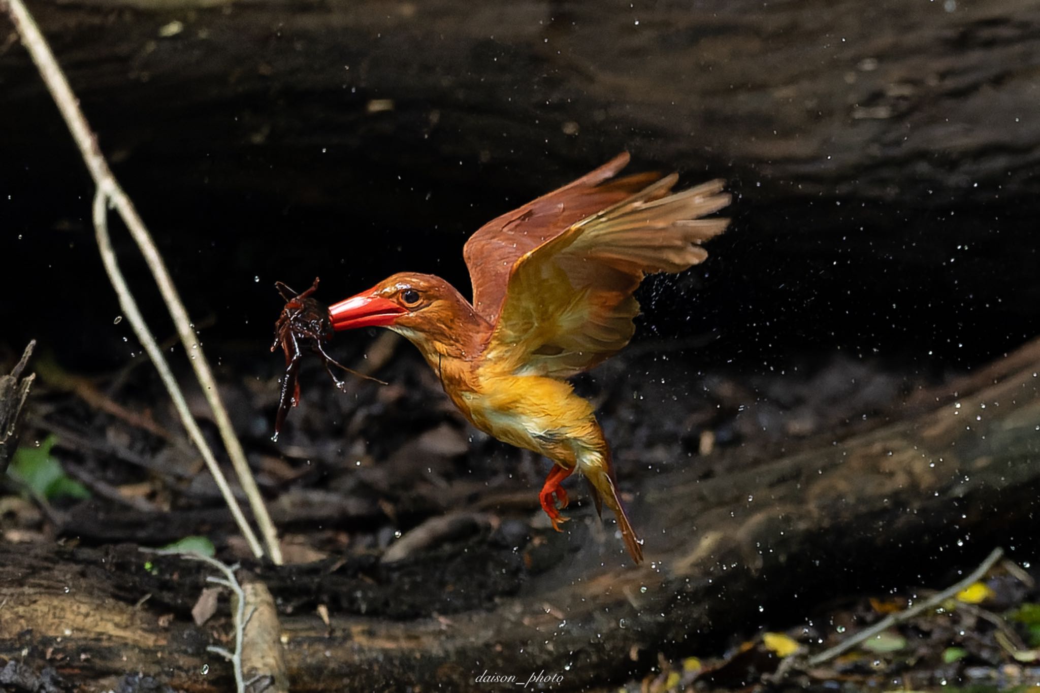 アカショウビン