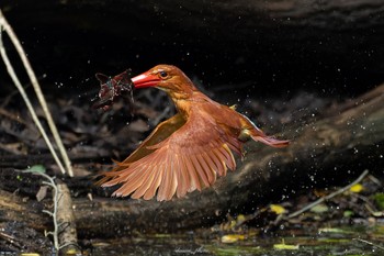 2023年6月26日(月) 十二湖(青森県深浦町)の野鳥観察記録