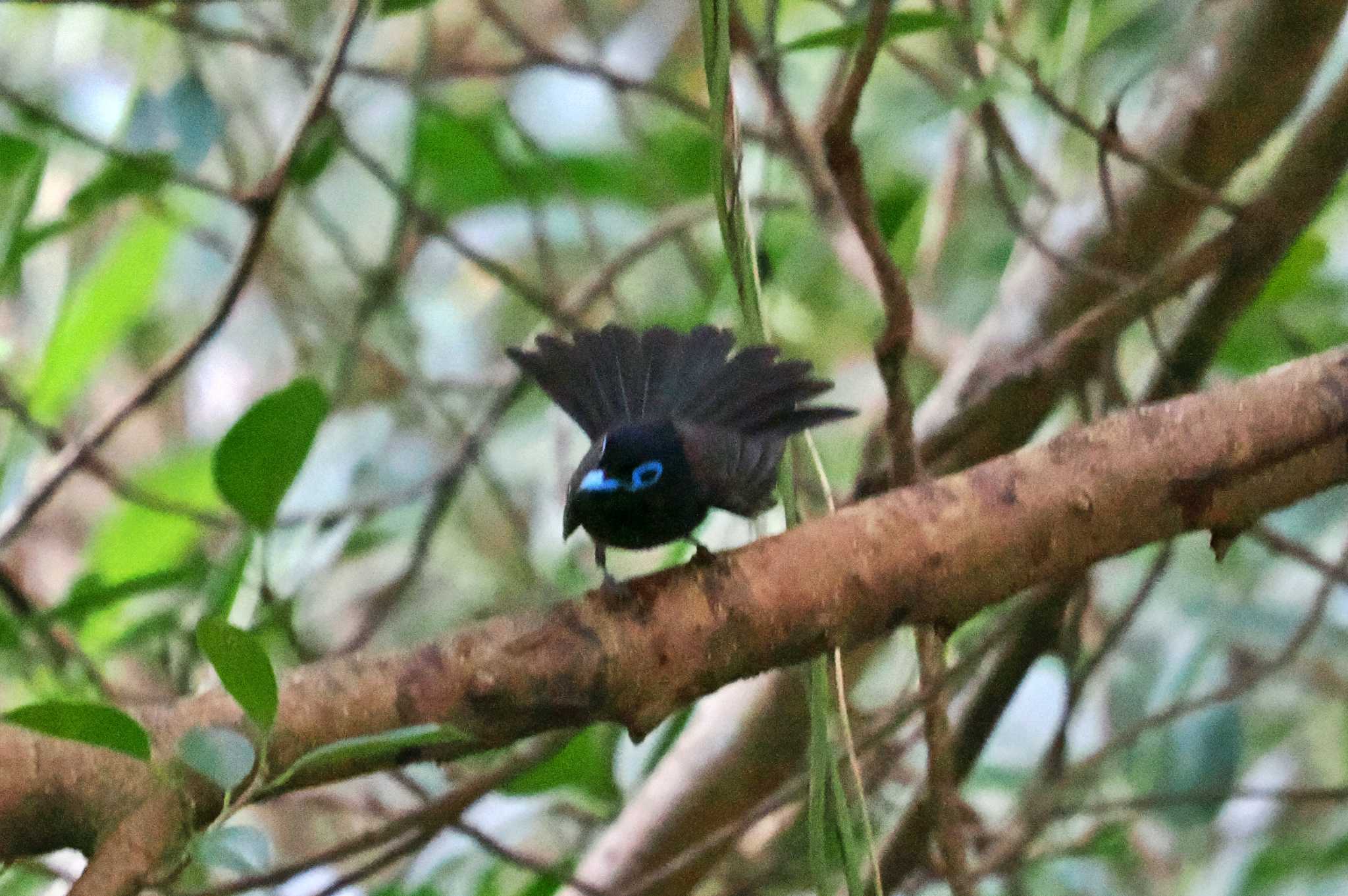 Photo of Black Paradise Flycatcher at Miyako Island by 藤原奏冥