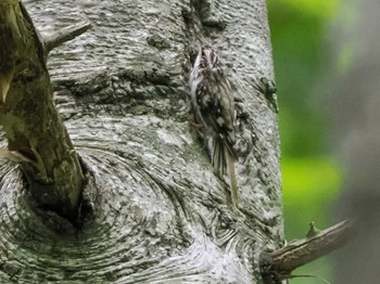 2023年7月9日(日) 宮城沢林道(札幌市西区)の野鳥観察記録