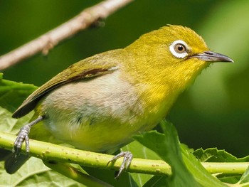 2023年7月9日(日) 福井緑地(札幌市西区)の野鳥観察記録