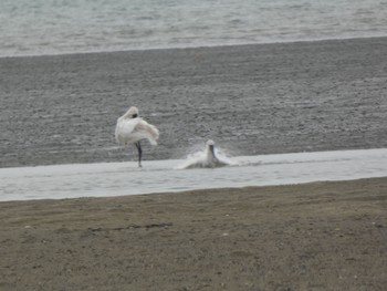 Black-faced Spoonbill 曽根干潟(曾根干潟) Sat, 10/30/2021