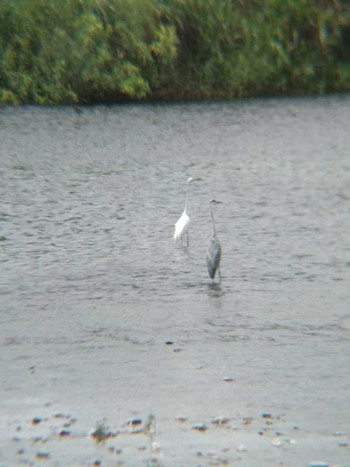 Sun, 7/8/2018 Birding report at 多摩川二ヶ領上河原堰