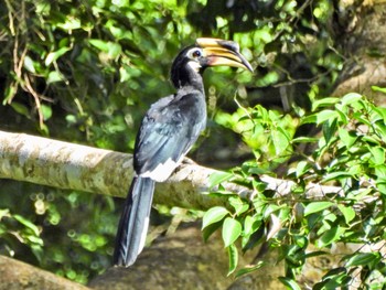 キタカササギサイチョウ ケーン・クラチャン国立公園 2023年6月30日(金)