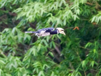 キタカササギサイチョウ ケーン・クラチャン国立公園 2023年6月30日(金)