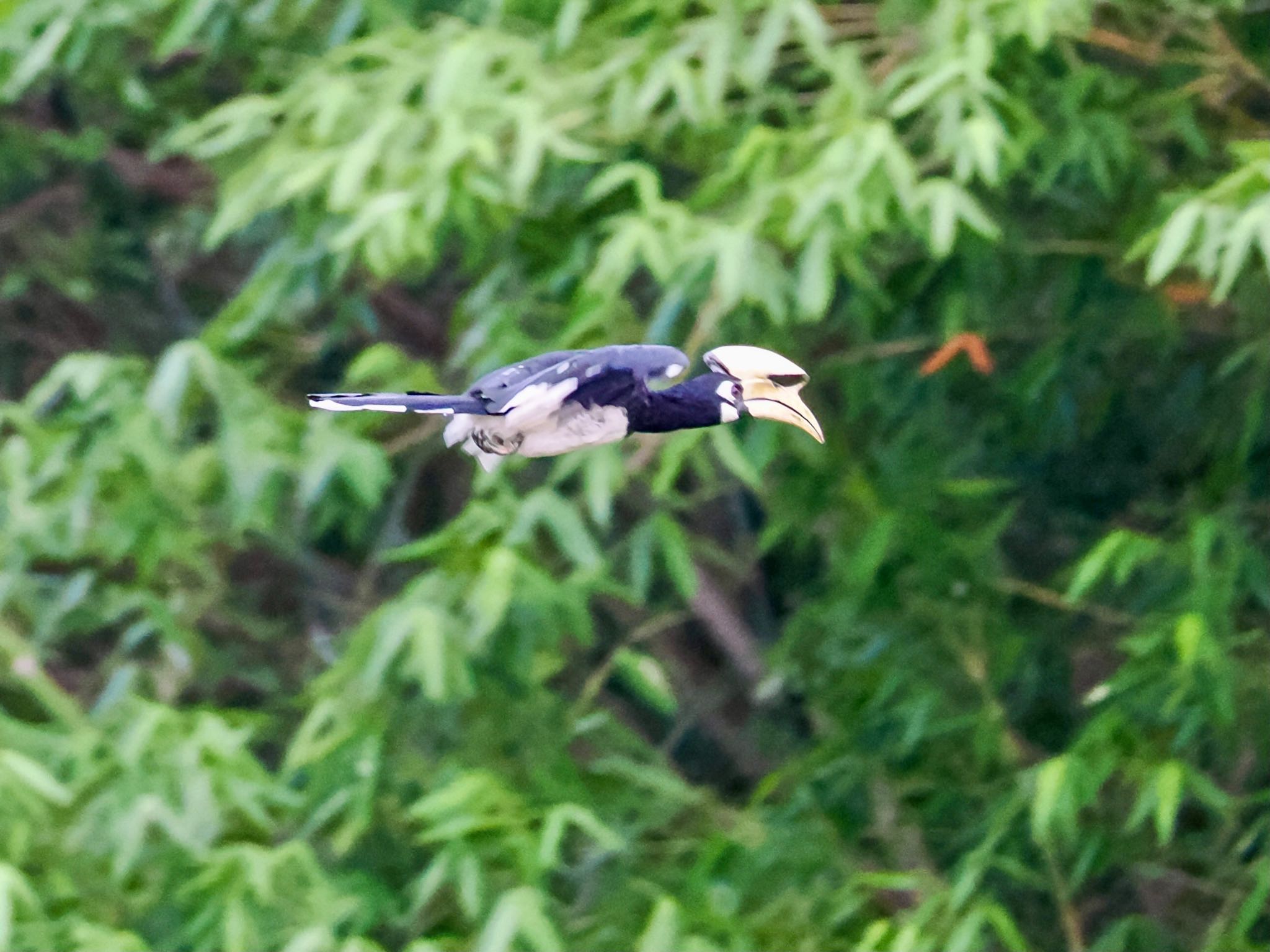 Oriental Pied Hornbill