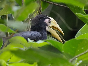 キタカササギサイチョウ ケーン・クラチャン国立公園 2023年6月30日(金)