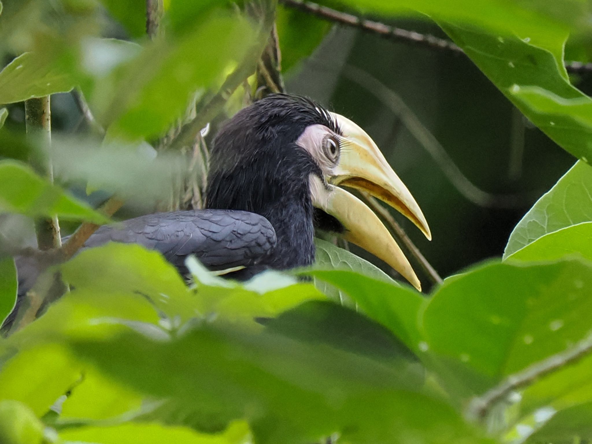 Oriental Pied Hornbill