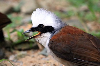 Fri, 7/13/2018 Birding report at Bukit Batok Nature Park (Singapore)