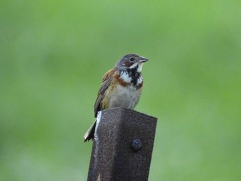 2023年7月11日(火) 曽爾高原の野鳥観察記録