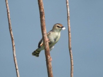 2023年7月10日(月) 五主海岸の野鳥観察記録