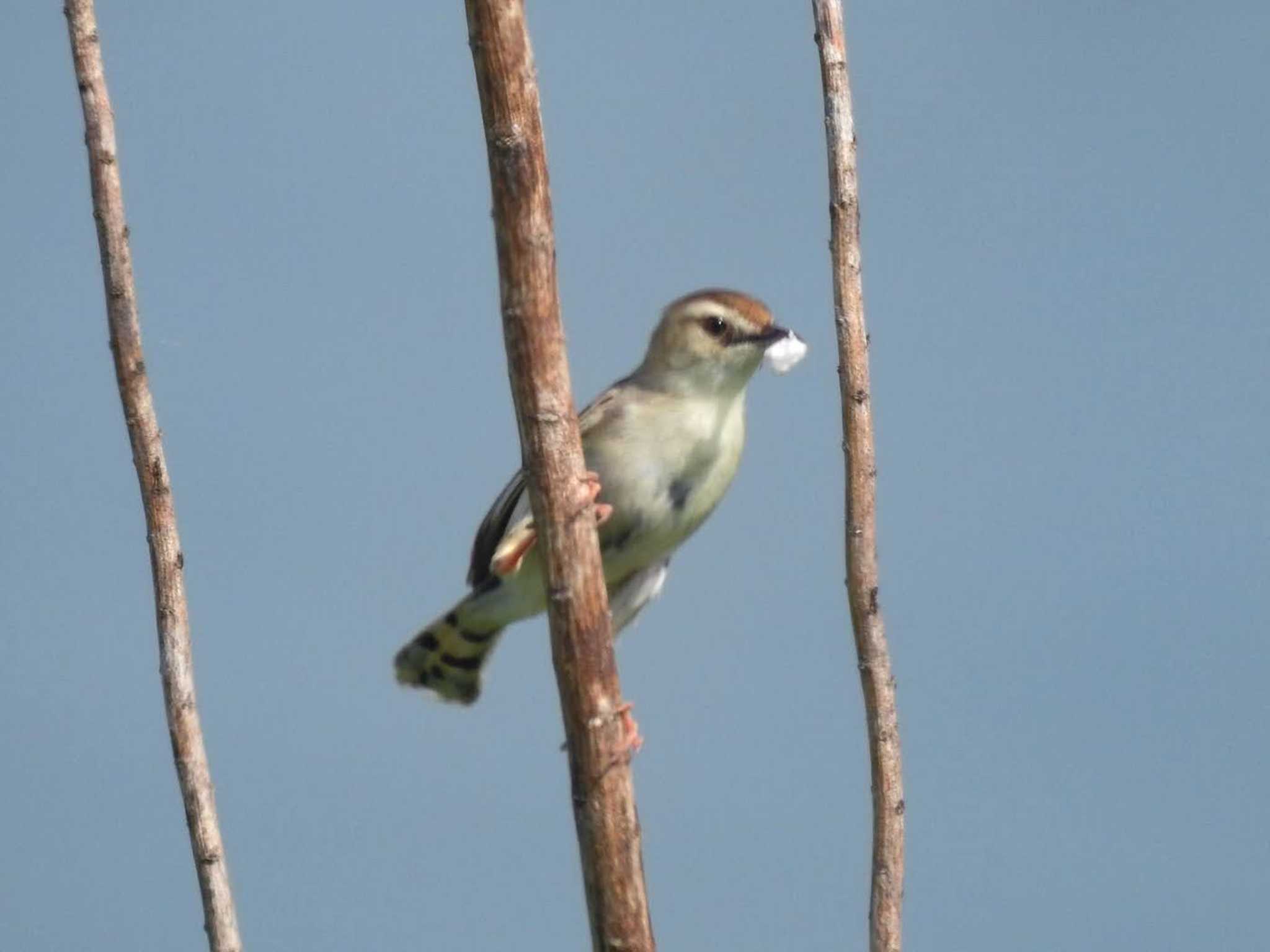 Zitting Cisticola