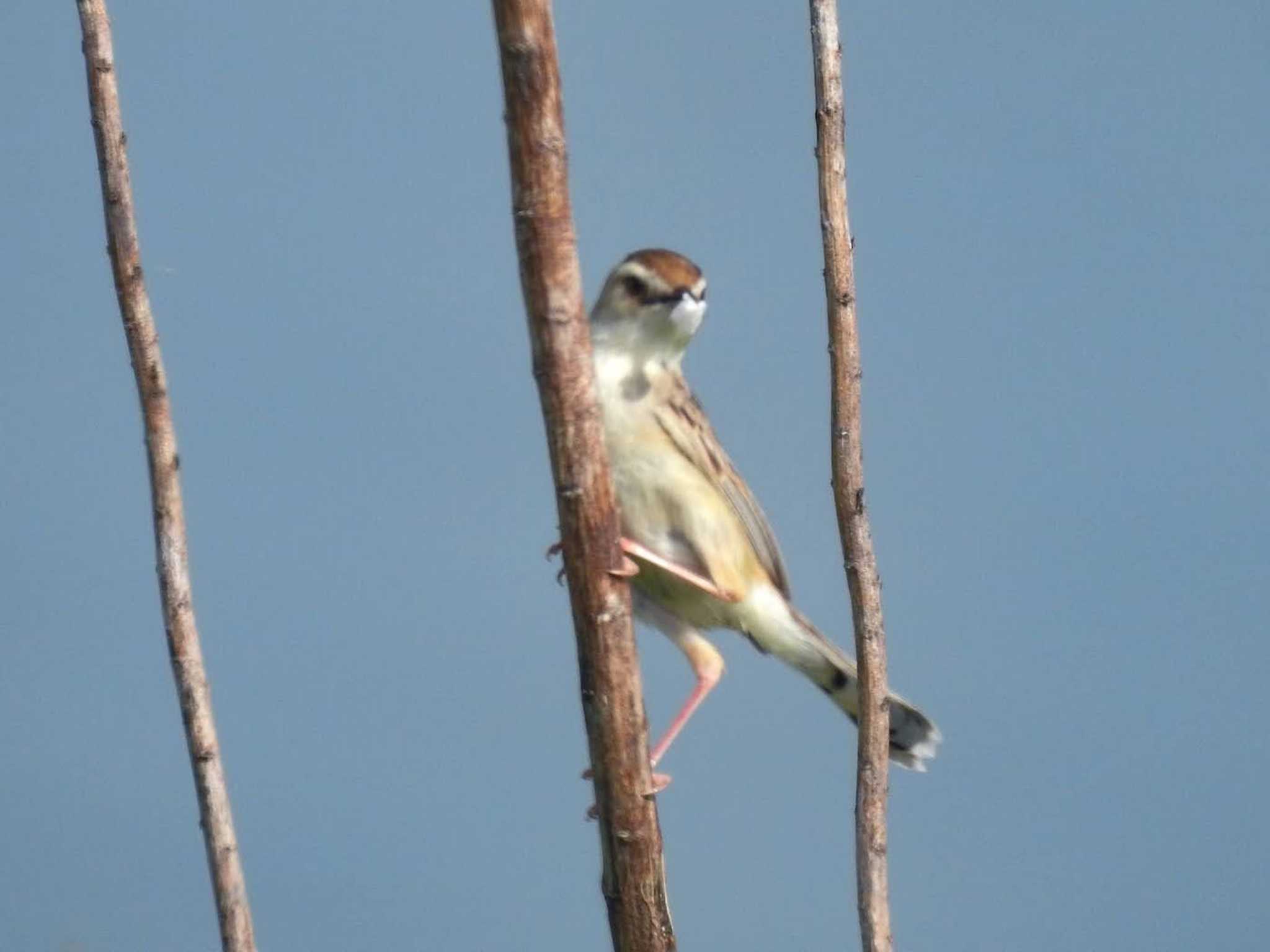 Zitting Cisticola