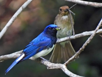 Blue-and-white Flycatcher 日本ラインうぬまの森 Unknown Date