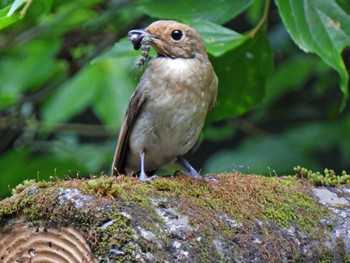 Blue-and-white Flycatcher 日本ラインうぬまの森 Tue, 7/11/2023