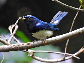 Blue-and-white Flycatcher 日本ラインうぬまの森 Tue, 7/11/2023