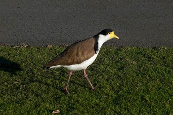 Masked Lapwing シドニー Sun, 7/1/2018