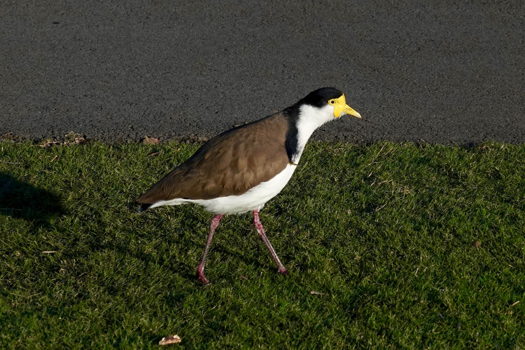 Photo of Masked Lapwing at シドニー by のどか