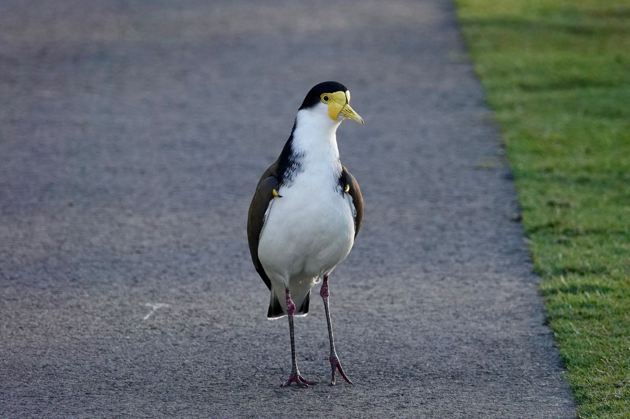 Photo of Masked Lapwing at シドニー by のどか