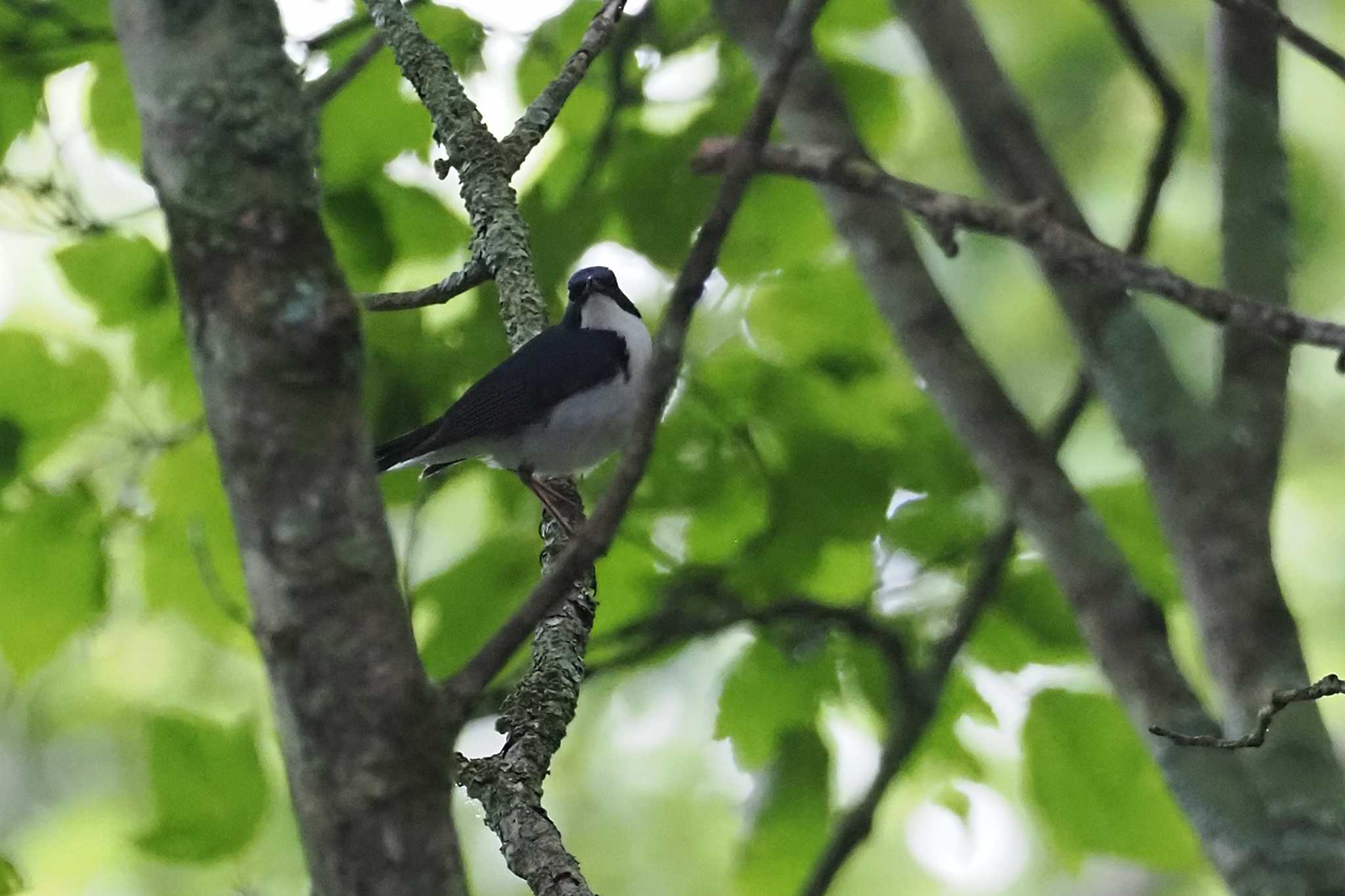 Siberian Blue Robin