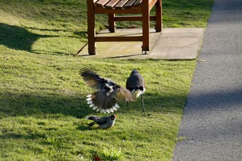 Masked Lapwing シドニー Sun, 7/1/2018