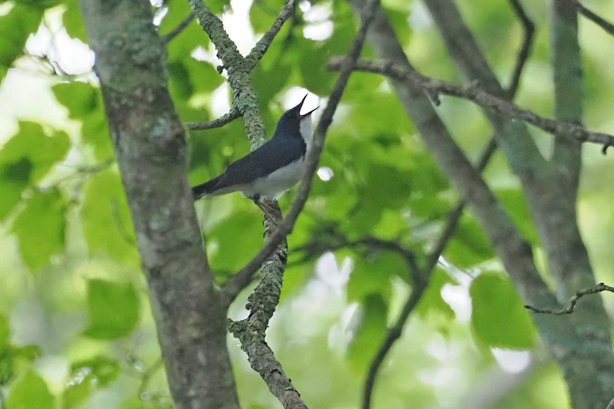 Siberian Blue Robin