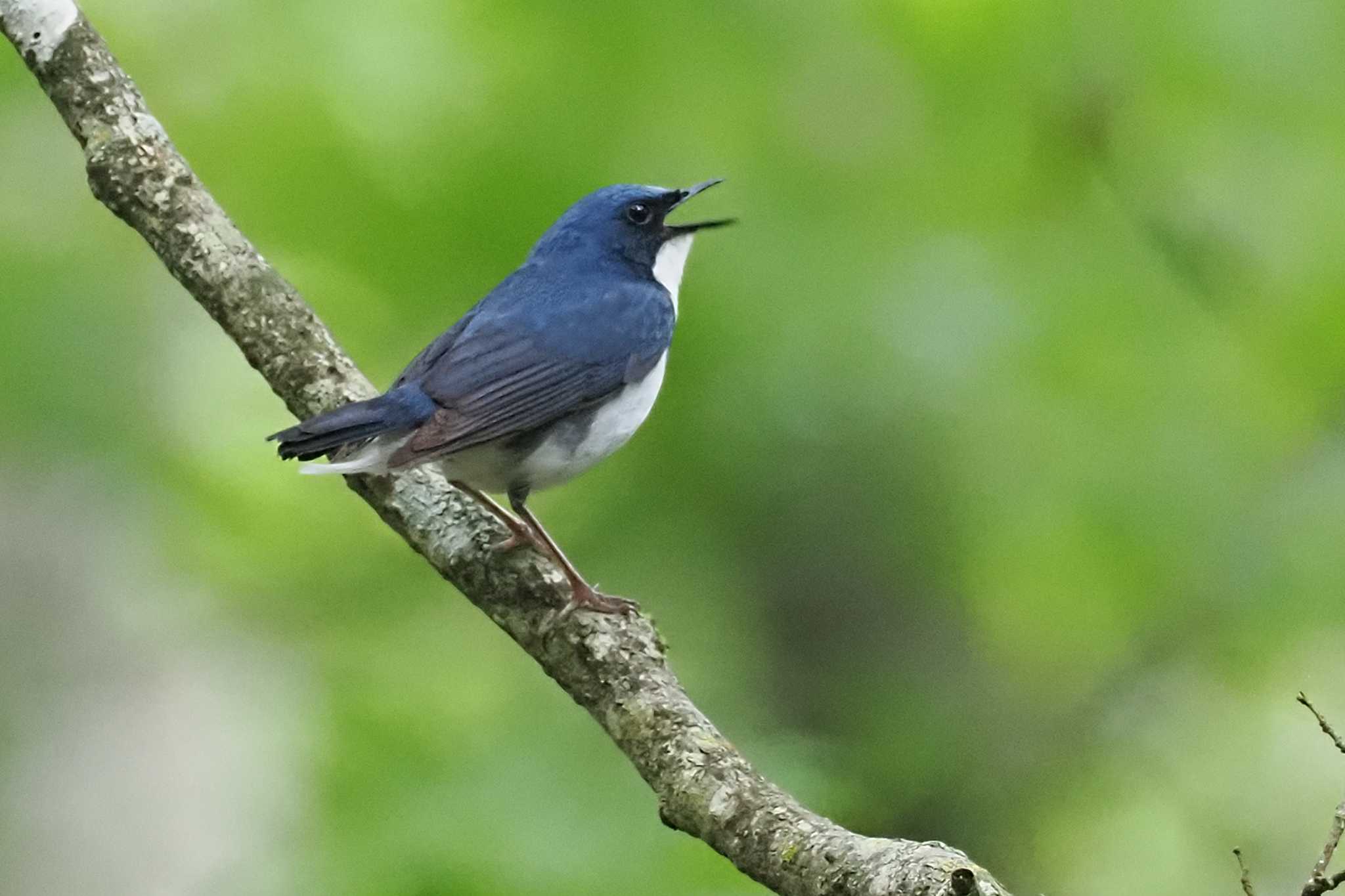 Siberian Blue Robin