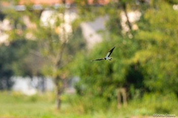 Northern Lapwing Milano, Italy Tue, 7/11/2023