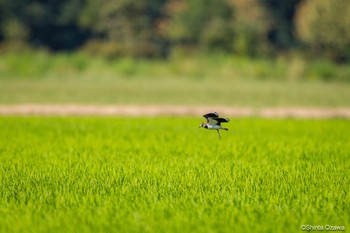 Northern Lapwing Milano, Italy Tue, 7/11/2023