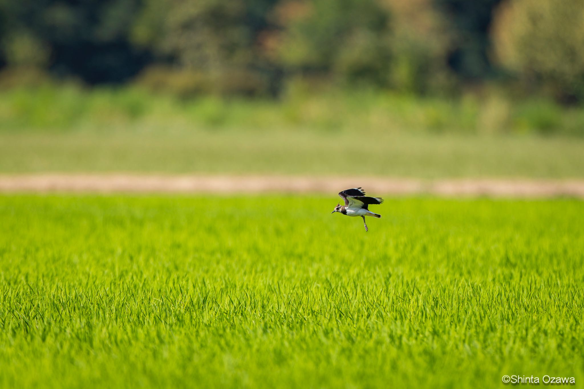 Photo of Northern Lapwing at Milano, Italy by SNT