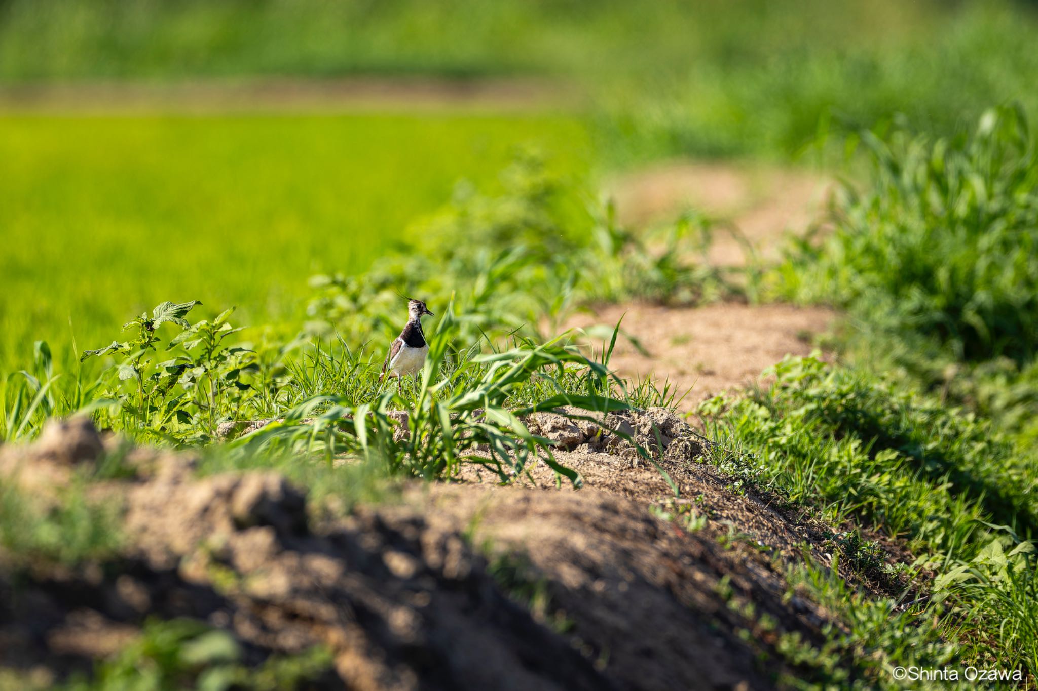 Photo of Northern Lapwing at Milano, Italy by SNT