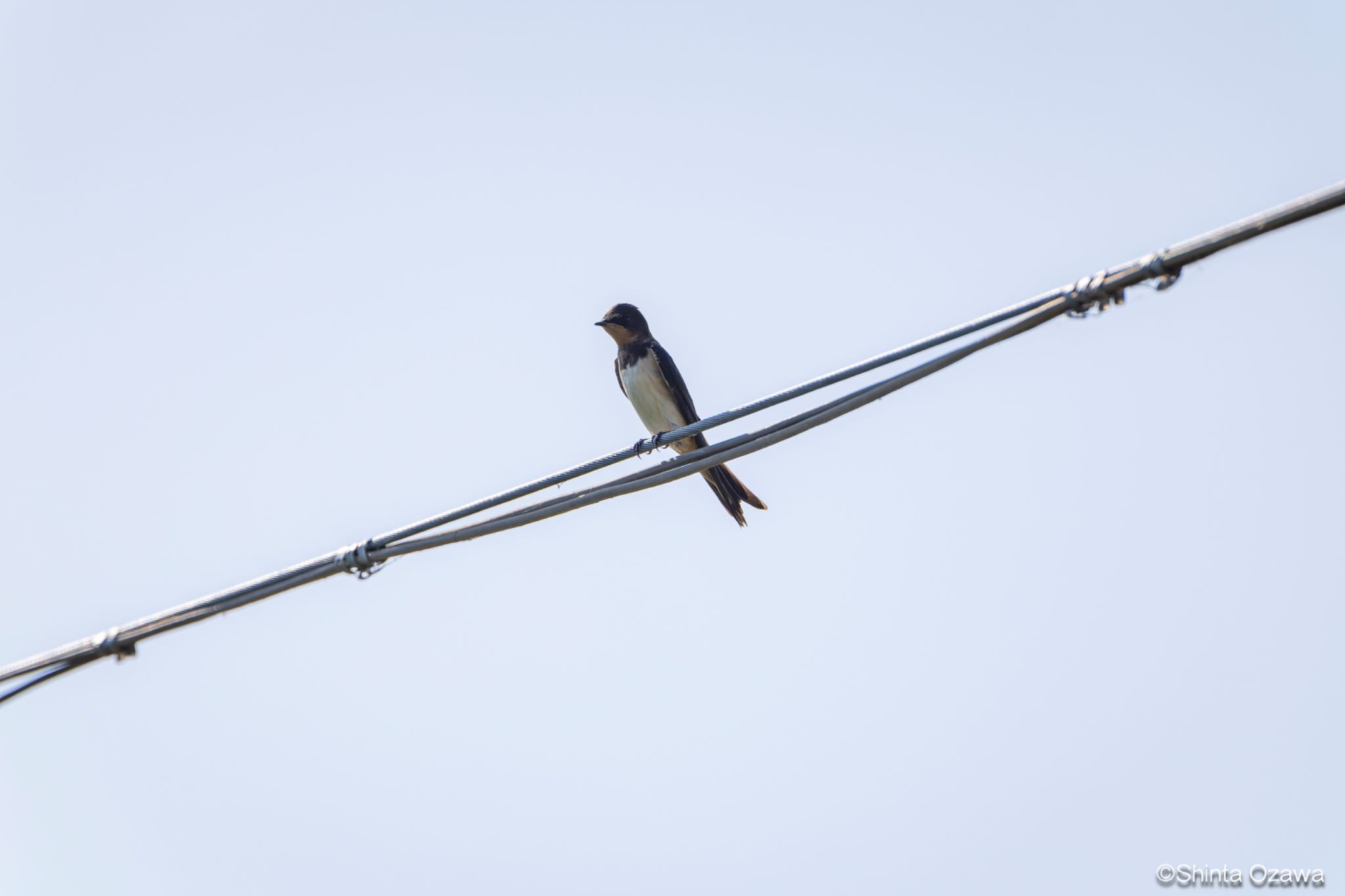 Photo of Western House Martin at Milano, Italy by SNT