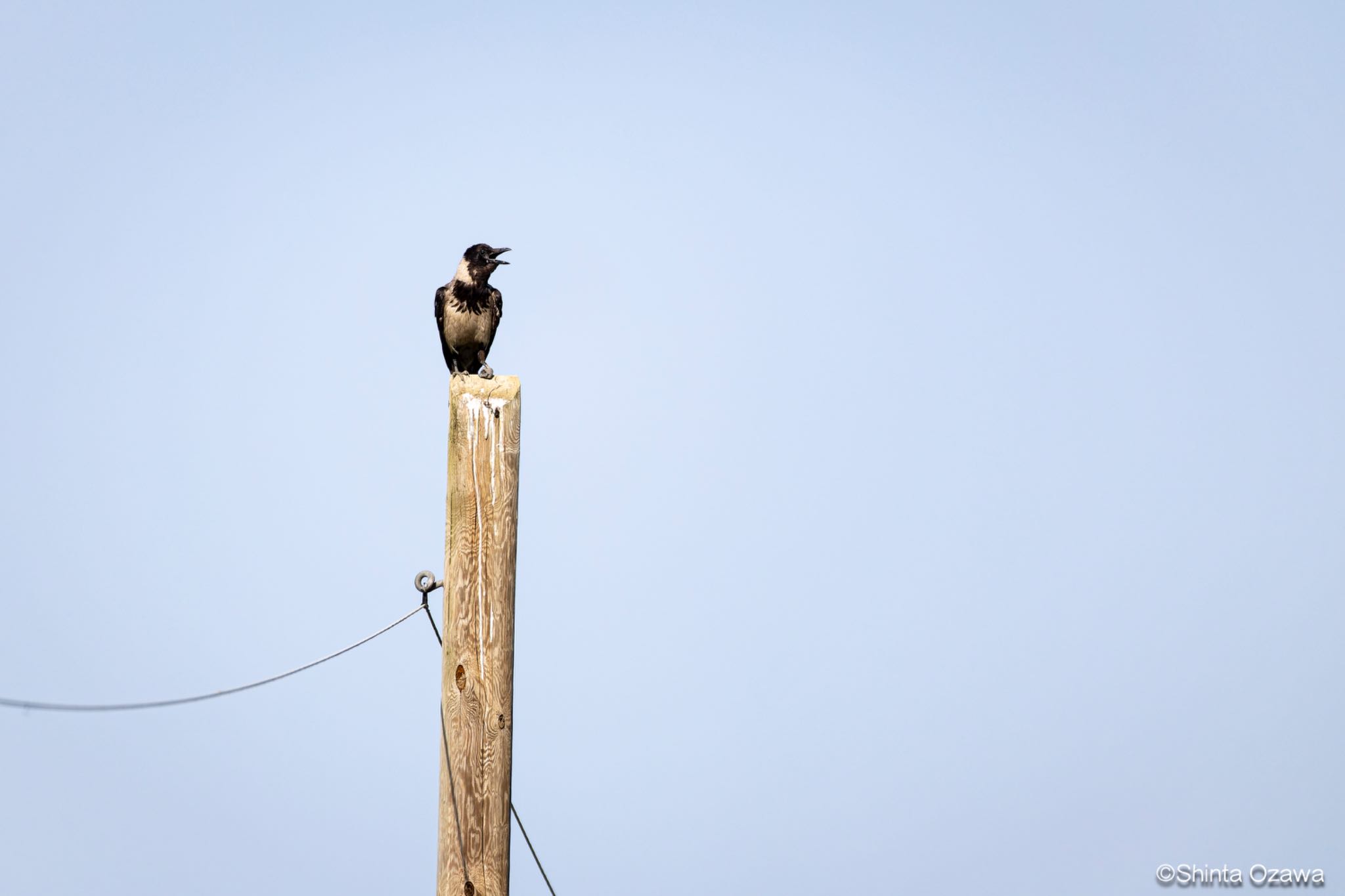 Photo of Hooded Crow at Milano, Italy by SNT