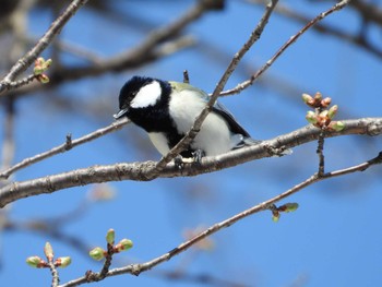 シジュウカラ 蔵王野鳥の森 2023年4月9日(日)