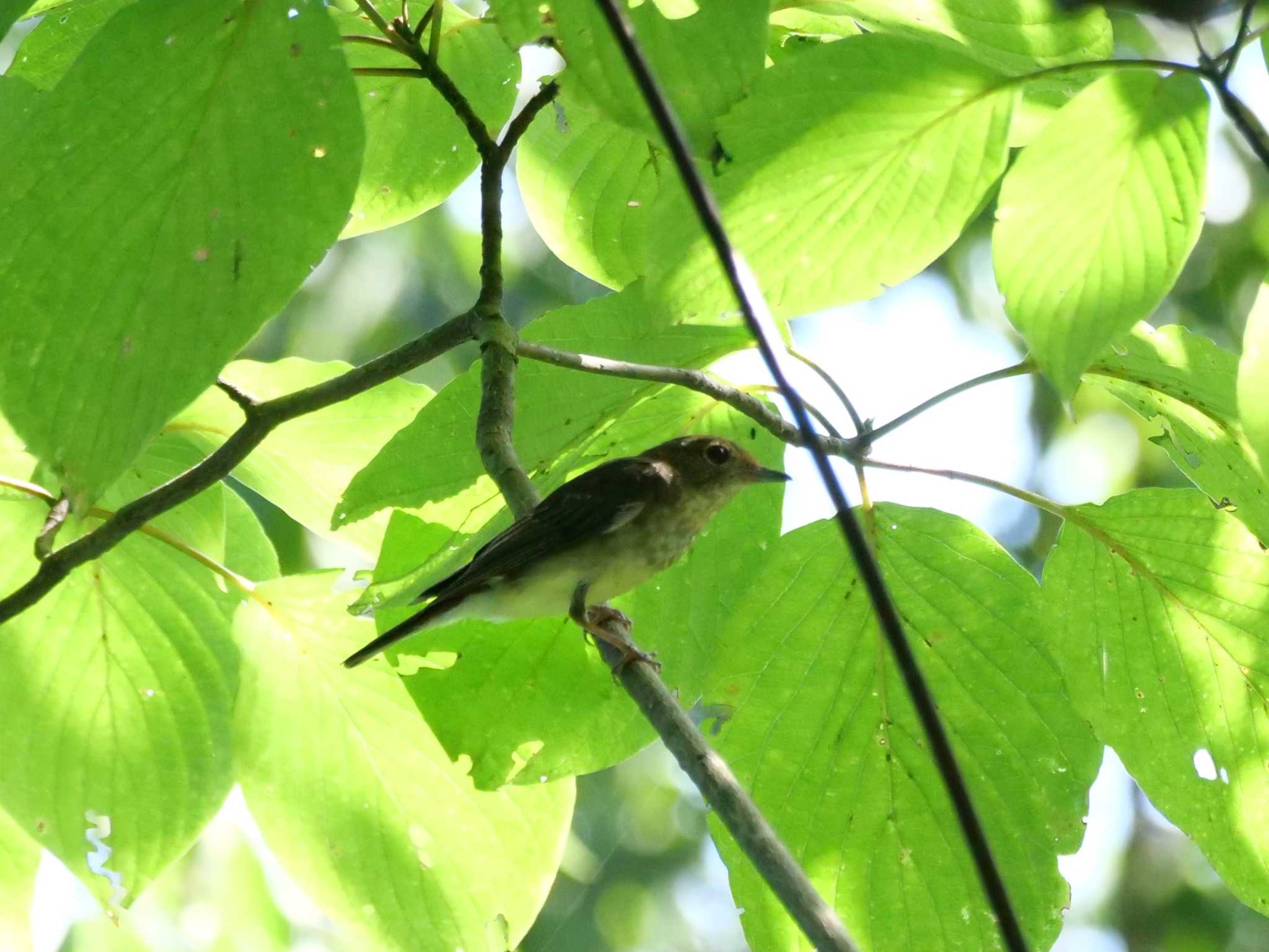 秩父 キビタキの写真