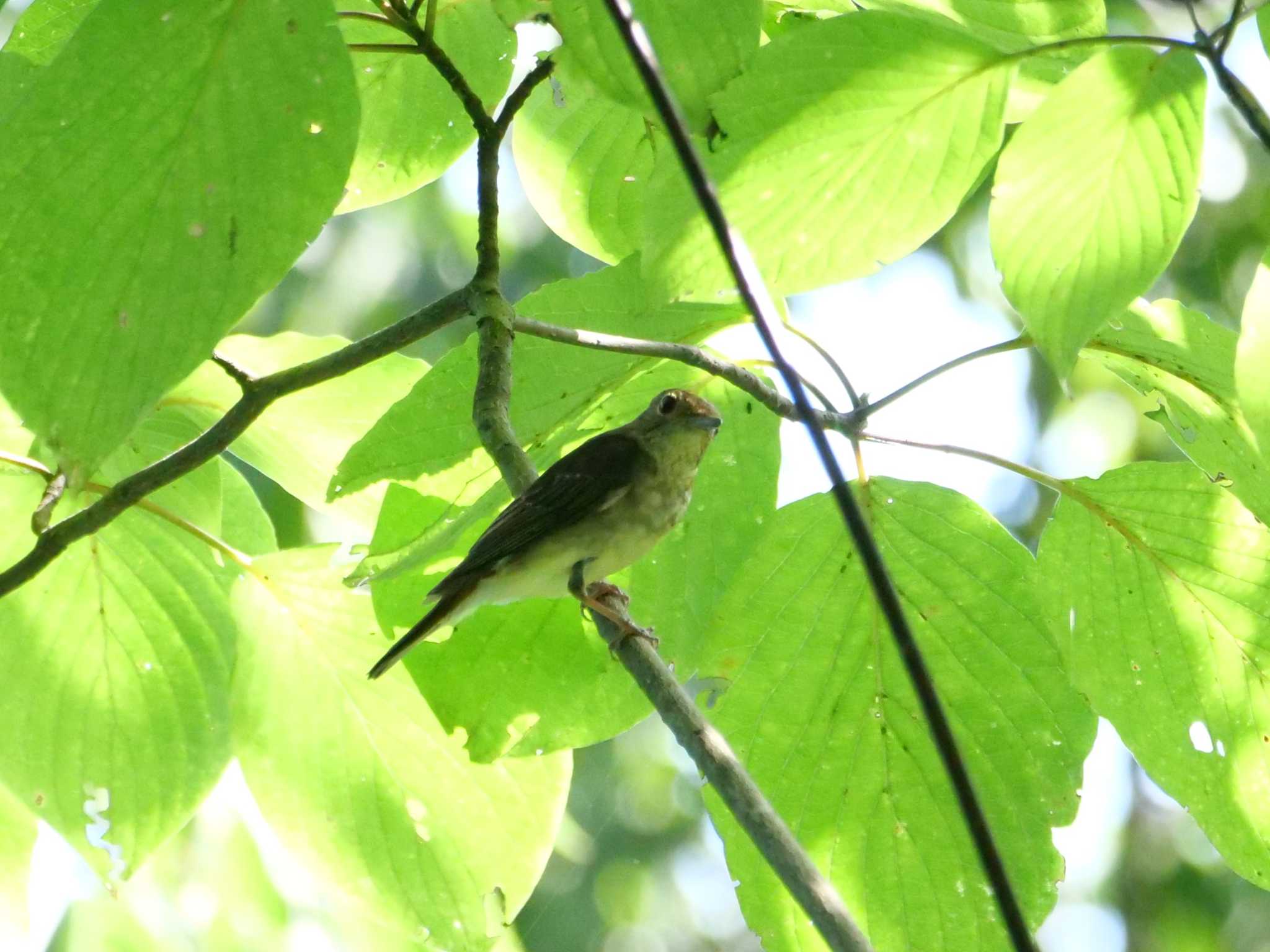 秩父 キビタキの写真 by little birds