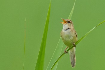 Black-browed Reed Warbler Watarase Yusuichi (Wetland) Sun, 7/9/2023