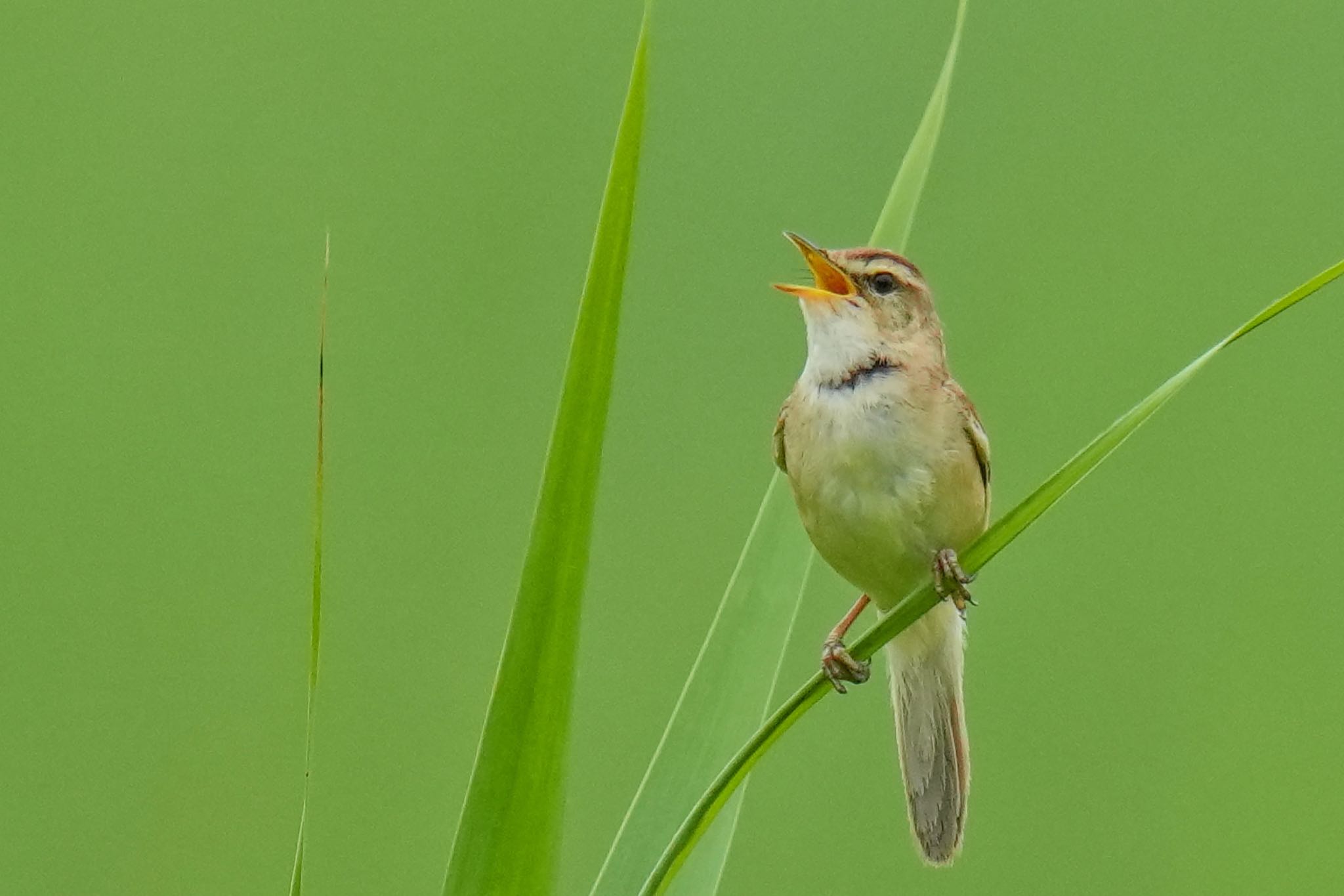 Photo of Black-browed Reed Warbler at Watarase Yusuichi (Wetland) by アポちん