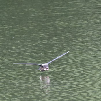 ハリオアマツバメ 西岡公園(西岡水源地) 2023年7月12日(水)