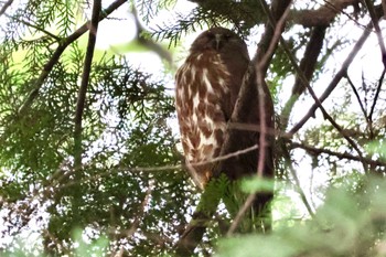 Sun, 7/9/2023 Birding report at 埼玉県廣瀬神社