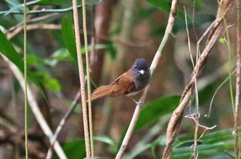 Black Paradise Flycatcher Miyako Island Sat, 7/1/2023