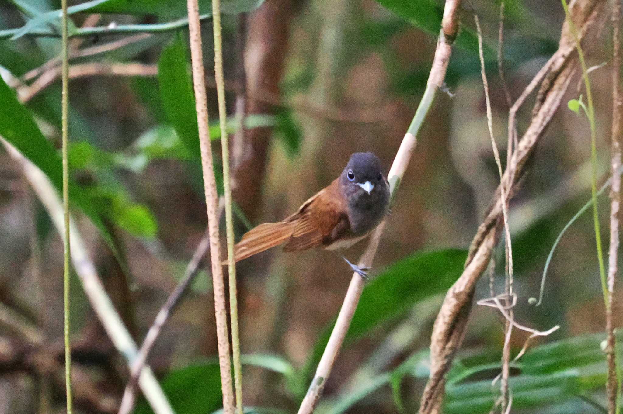 Photo of Black Paradise Flycatcher at Miyako Island by 藤原奏冥