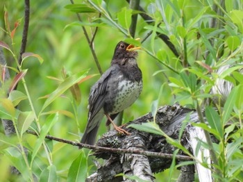 2023年7月2日(日) 西岡公園(西岡水源地)の野鳥観察記録