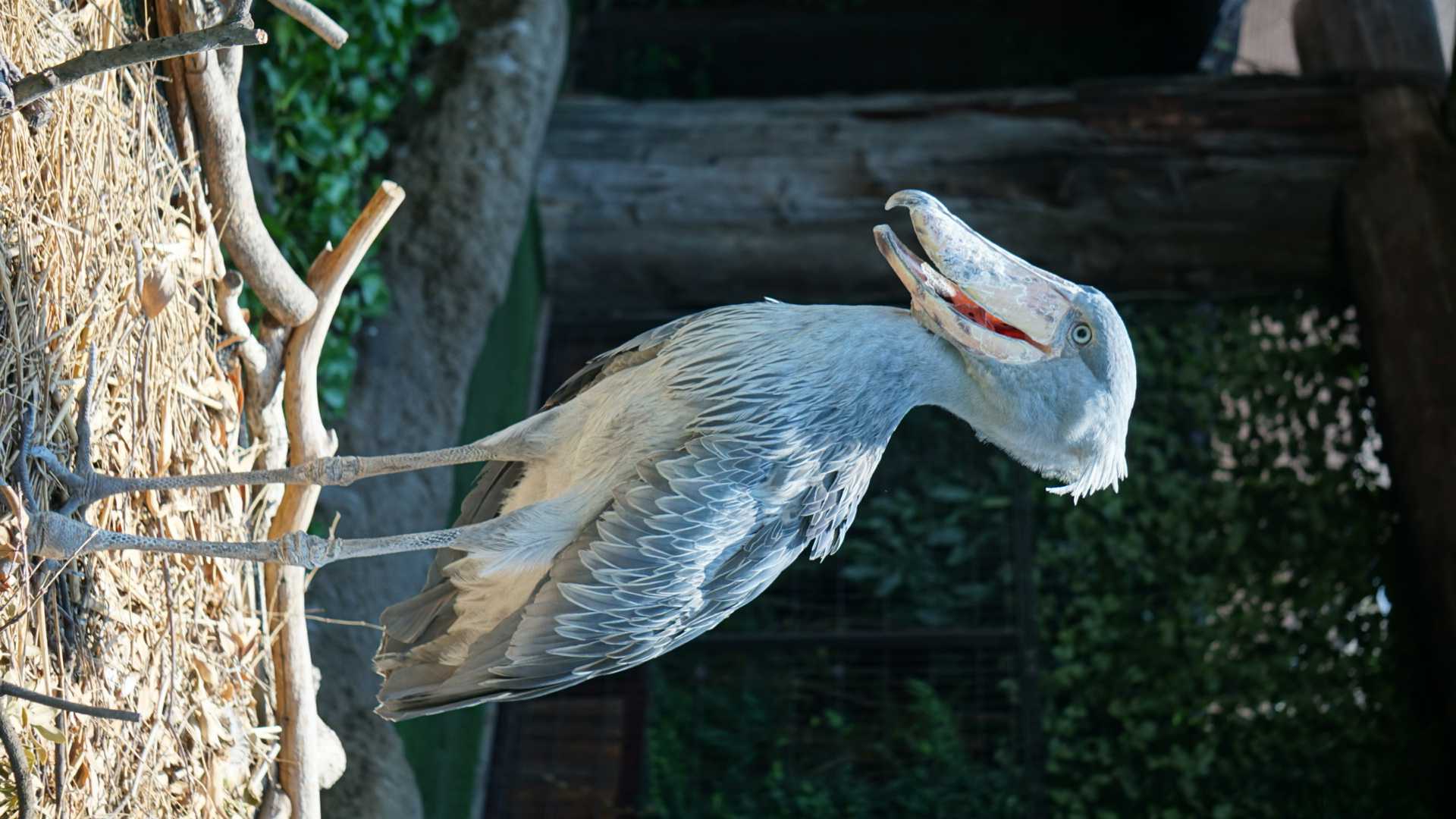 ハシビロコウ | ZooPicker ハシビロコウ | ZooPicker